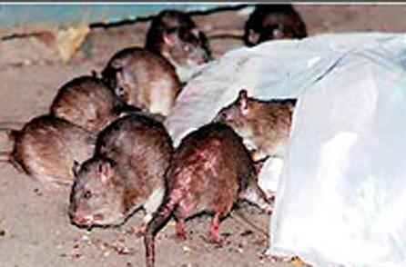 7 印度鼠疫:1994年9,10月间,印度苏拉特遭受致命瘟疫.