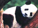 国宝大熊猫超可爱表情