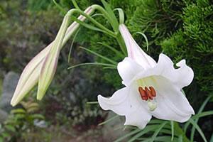百合花 纪念母亲